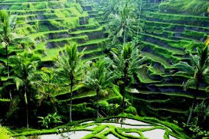 Paket Bali Tour
